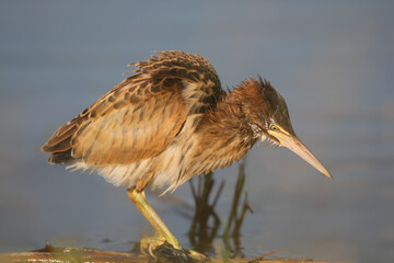 A young and adult little bittern (Botaurus minutus) captured in close-up while hunting and with prey in its beak.