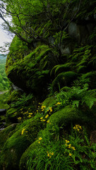 Obraz premium Lush green moss covered rocks in a forest with wildflowers and ferns a peaceful woodland scene