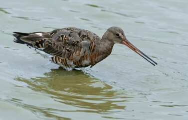 BARGE A QUEUE NOIRE-52635.JPG