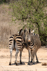 Obraz premium ZEBRE DE BURCHELL-91708.JPG