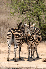 Obraz premium ZEBRE DE BURCHELL-91709.JPG