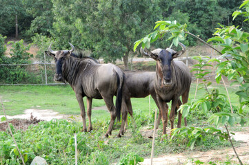 Naklejka premium Two wildebeest standing in a grassy enclosure with trees in the background antelope animal