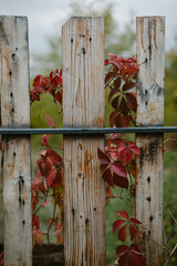 Wooden fence covered with red wild grapevine in autumn