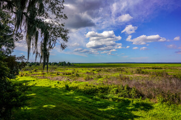 A stunning photo capturing the expansive, lush prairie of Central Florida on a bright, sunny day. The vibrant greenery stretches across the landscape under a puffy clouds and blue sky.