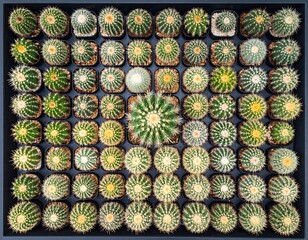 Fototapeta premium Overhead shot of numerous small, potted succulents arranged in a neat grid pattern within a dark rectangular container