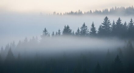 Fototapeta premium Misty forest landscape with evergreen trees shrouded in dense fog layers