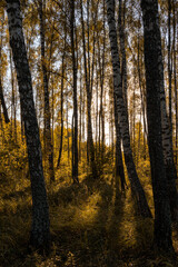 Obraz premium Sun setting through birch tree trunks in forest. Golden light illuminating autumn landscape in grove. Natural scenic view for wallpaper design.