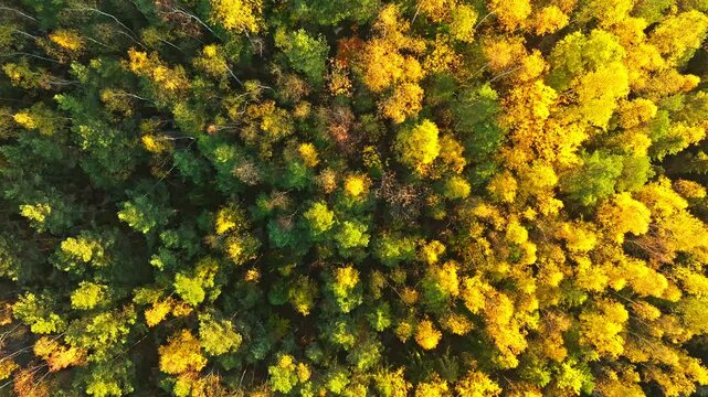 Autumn mountains forest travel nature view beautiful drone