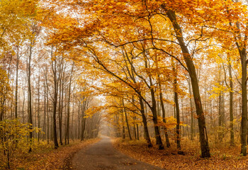 Atmospheric autumn forest road with golden leaves and thick fog.