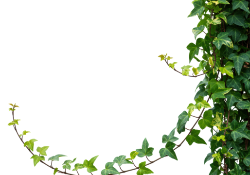 Vibrant common ivy plant, Hedera helix, with intertwining vines and variegated heart-shaped leaves on a transparent studio background with copy space, concept of natural growth and vitality