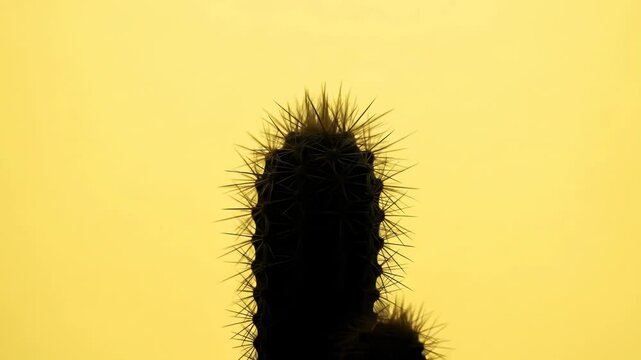 Silhouette of a spiky cactus against a bright yellow background, with sharp thorns visible