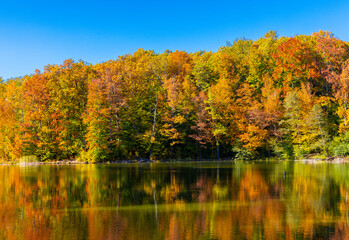 Landscape with a yellowed forest mirrored in the water of the lake in autumn