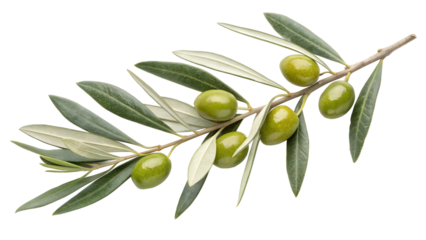 green olives on branch