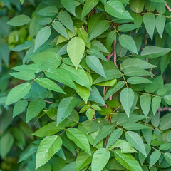 A detailed closeup photograph of many green leaves in Florida captures their natural beauty and diversity. The varying shades of green highlight the vibrancy and richness of the foliage.