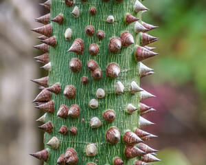 An extreme closeup of a thorny tree trunk in Florida showcases the intricate surface of the bark, with sharp spines and fine textures in striking detail.  