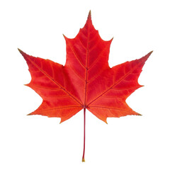 A single vibrant red maple leaf isolated on white.