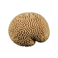 Obraz premium human brain isolated on white background