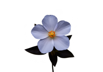 Delicate pale blue five petal flower with yellow center isolated on transparent background