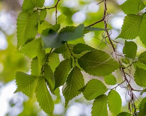 A tighter closeup showcases vibrant green leaves glowing in warm afternoon light. The blurred bokeh background enhances the natural textures and radiance of the foliage.