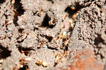a group of termites crawling on ground