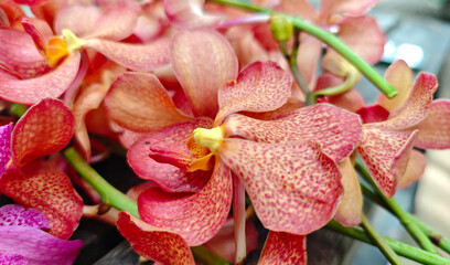 Flowers and orchids are blooming beautifully.