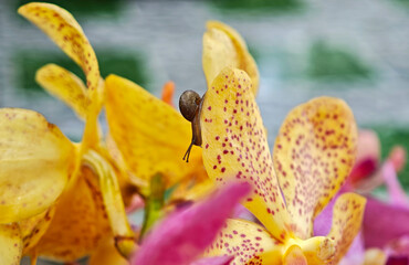 Flowers and orchids are blooming beautifully.