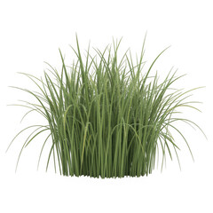 green grass isolated on white