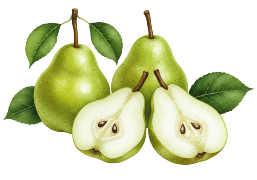 Detailed watercolor of four green pears (two whole with stems/leaf, two halves with flesh/seeds) and two leaves, on transparent with copy space and soft light, Concept of fresh healthy fruit