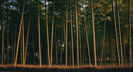 Dense bamboo forest at golden hour. Sunlight filters through tall stalks