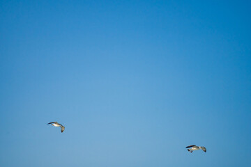 Seagulls gracefully flying over the sea behind the ship waiting for food.