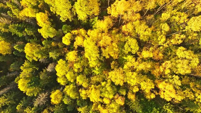 Aerial view colorful forest mountain travel scenic morning summer sun