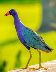 A detailed closeup photograph of a purple gallinule standing gracefully, its iridescent plumage shimmering with shades of blue, green, and violet. The bird’s bright red and yellow beak contrasts.