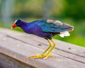 Close-Up of Purple Gallinule Standing on Ledge – Florida Wetlands