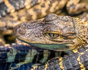 A detailed close-up stock photo of a baby alligator resting near the water’s edge. The reptile’s textured skin, sharp eyes, and tiny teeth are clearly visible, capturing the fascinating features.
