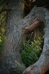 Close-up of pine tree trunk with textured bark in forest, soft green background. Nature detail showing tree texture and pattern.