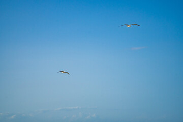Seagulls gracefully flying over the sea behind the ship waiting for food.