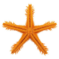 Vibrant orange spiny starfish isolated on a plain white background.