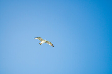 Seagulls gracefully flying over the sea behind the ship waiting for food.