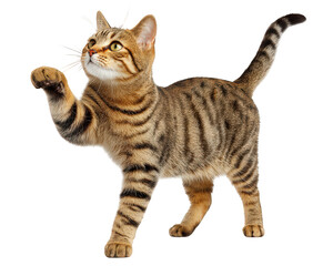 Playful and curious brown bengal tabby cat standing and reaching paw up. This cute young pet feline animal isolated on transparency background looking upward with interest