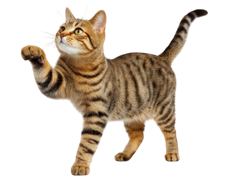 Playful and curious brown bengal tabby cat standing and reaching paw up. This cute young pet feline animal isolated on transparency background looking upward with interest