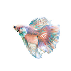 Fototapeta premium Beautiful Multicolor Siamese Fighting Fish Betta Splendens Isolated On White Background