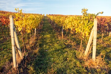 autumn in the vineyard yellow coloured vine plants