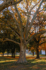 Large tree with a wide trunk and spreading branches surrounded by colorful autumn foliage in a peaceful park setting