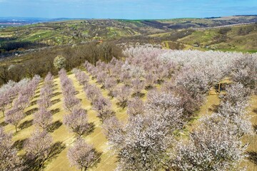 Almond orchard, blossoming pink almond orchard