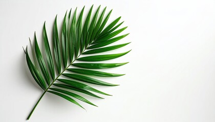 Obraz premium A Single Green Palm Leaf With Small Yellow Spots Rests On A White Background Creating A Simple Tropical Aesthetic