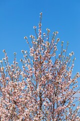 Almond orchard, blossoming pink almond orchard branch