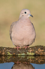Eared Dove, Zenaida auriculata , Calden forest, La Pampa Province, Patagonia,, Argentina.