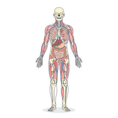 Fototapeta premium Anatomical illustration of the human body showing skeleton, muscles, and organs.