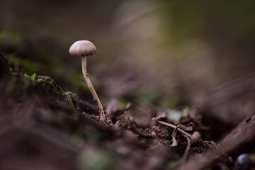 Fungus on the Calden Forest soil, La Pampa Province, Patagonia, Argentina.