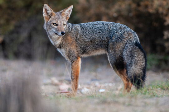 South American gray fox, Lycalopex griseus, Peninsula Valdes, Chubut Province, Patagonia, Argentina.